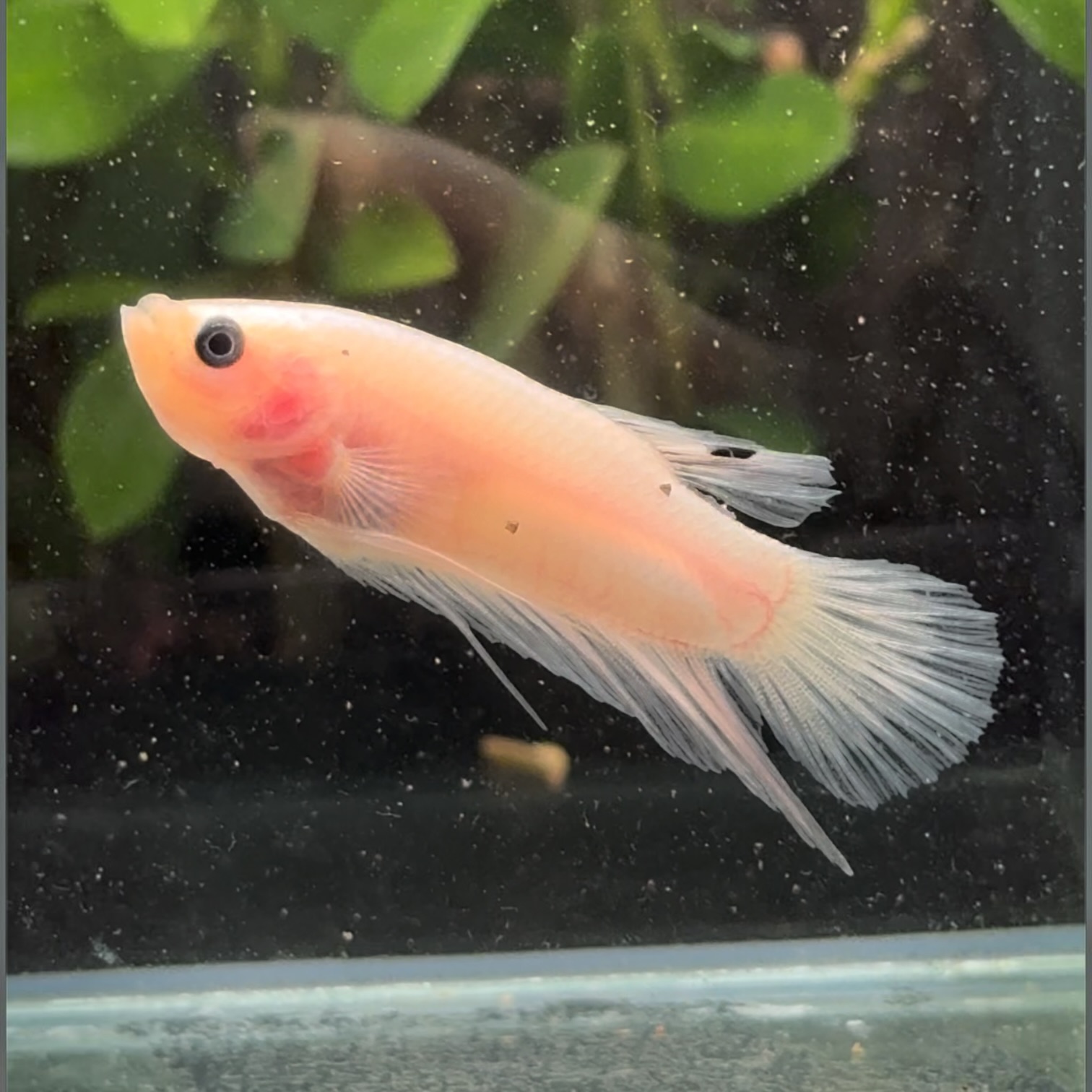 モーニング・ヘイズ