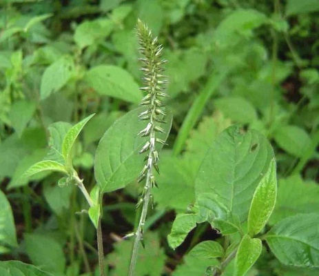Apamarga (Achyranthes Aspera)