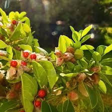 Ashwagandha (Withania Somnifera)