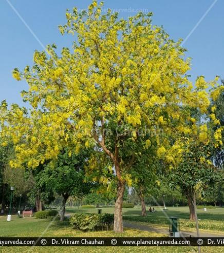 Aragwadha (Cassia Fistula Linn.)