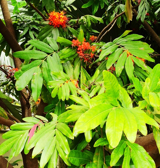 Ashoka (Saraca Asoca)