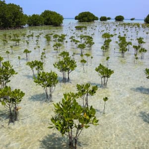 Restoring coastal Bali — mangrove restoration with high school students