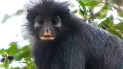New Monkey Species Found in DR Congo