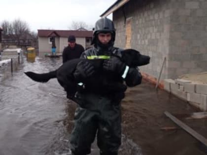 Паводок в Вырыпаевке:  ульяновские спасатели эвакуировали на лодках трех человек, двух собак и кота