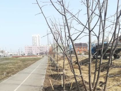 В Ульяновске с начала весны высадили 379 деревьев и кустарников
