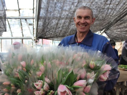 К 8 Марта в теплицах Ульяновска вырастили 400 тысяч тюльпанов