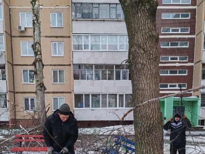 В Ульяновске продолжается плановая обрезка аварийных деревьев