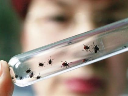 Жители Ульяновской области страдают от укусов клещей