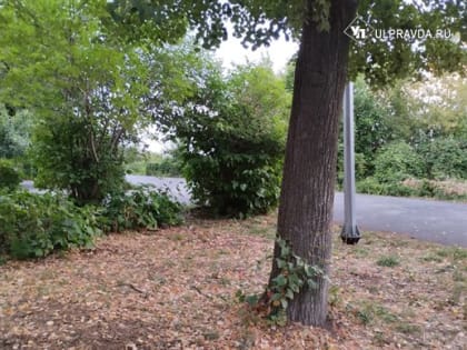 Сегодня в Ульяновской области ожидается дождь