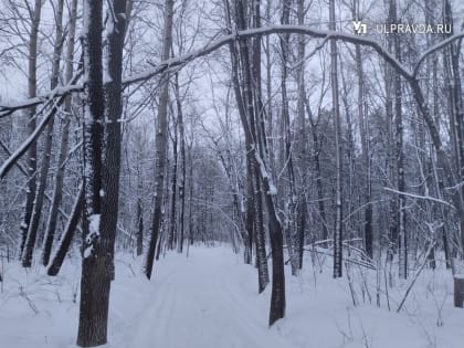 Северо-западный циклон принесет в Ульяновскую область снег