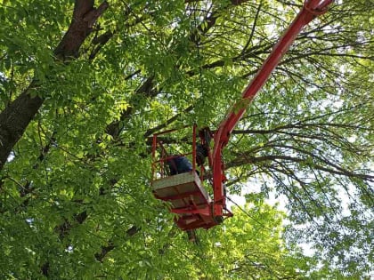 За неделю в Ульяновске снесли 113 аварийных деревьев