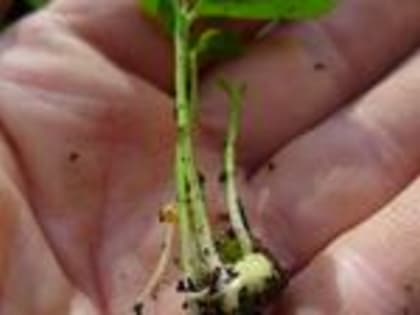 В Ульяновском госуниверситете будут выращивать экзотические фрукты