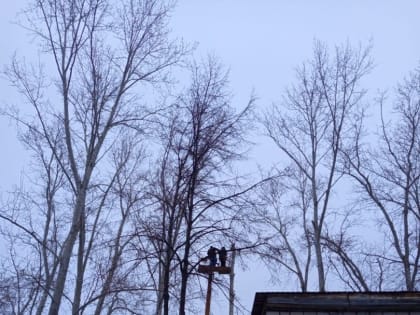 На территории детского сада № 171 «Изюминка» сделали обрезку 36 аварийных деревьев