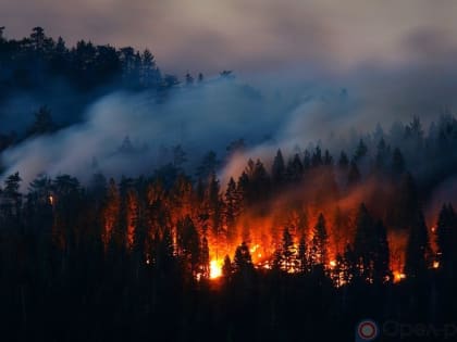 Губернатор Алексей Русских утвердил Сводный план тушения лесов в Ульяновской области на 2024 год