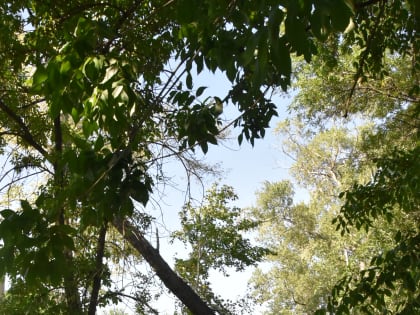 Ульяновский Муниципальный центр управления продолжает принимать заявки на спил поваленных ураганом деревьев