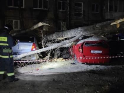 ЦУГ принял от ульяновцев 30 сообщений о падении деревьев, повреждении авто и кровли