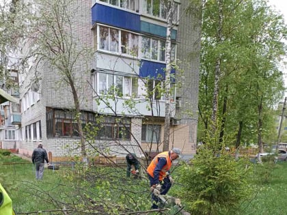 Рядом с образовательными учреждениями Ульяновска убрали 27 опасных деревьев