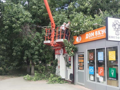 За прошлую неделю в Ульяновске снесли 58 аварийных деревьев