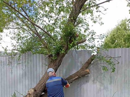 В Ульяновске на Сельдинском шоссе снесли 138 погибших деревьев