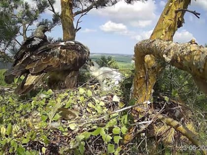Ульяновские ученые тревожатся о солнечных орлах и Аксаковском болоте