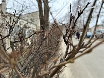 Опасное цветение. Спровоцирует ли теплая зима ранний сезон аллергии