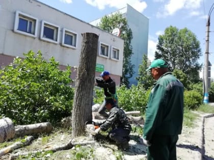 Депутаты борются за зелень