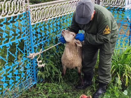 В Ульяновской области ветеринары ликвидировали опасное заболевание