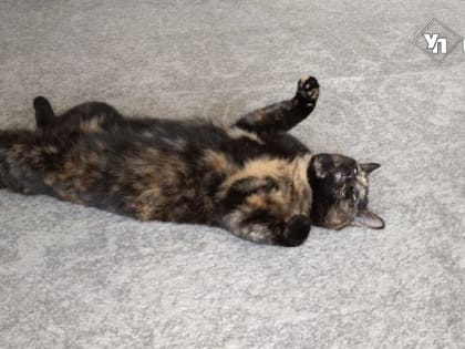 Опасные котики. Как ульяновцам уберечься от укусов питомцев