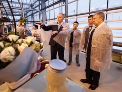 Наши рекорды! За год в «Тепличном» собрали 15 тысяч тонн урожая