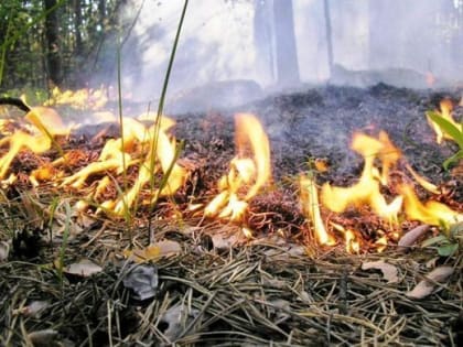 Жителей области предупреждают о высокой пожарной опасности в лесах