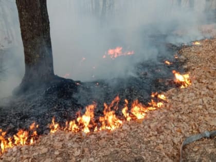 В Ульяновске готовятся ловить поджигателей травы