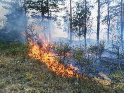 В Ульяновской области в шесть раз сократилась площадь лесных пожаров