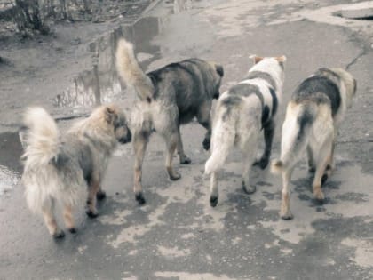 Общественная палата Ульяновской области снова не согласилась с законопроектом