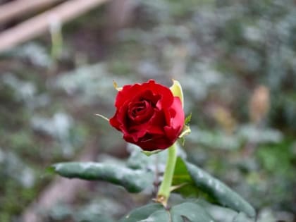 8 марта – Международный женский день