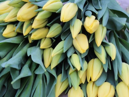 К 8 Марта в теплицах Ульяновска вырастили «Афродиту», «Колумбус», «Пурпурный принц» и «Бриндизи»