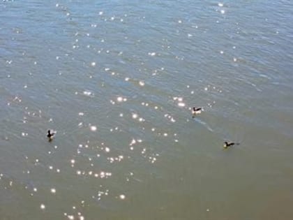 В Ульяновской области проводят мероприятия по профилактике гриппа птиц