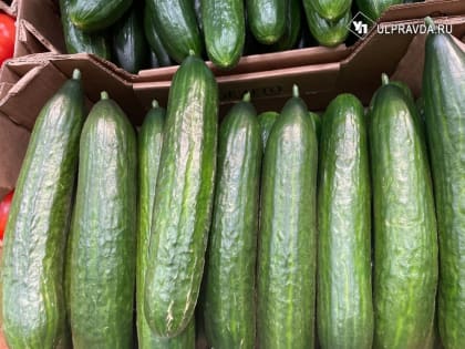 В Минсельхозе анонсировали снижение цен на огурцы