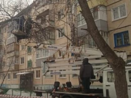 Ульяновские озеленители снесли 141 дерево за две недели