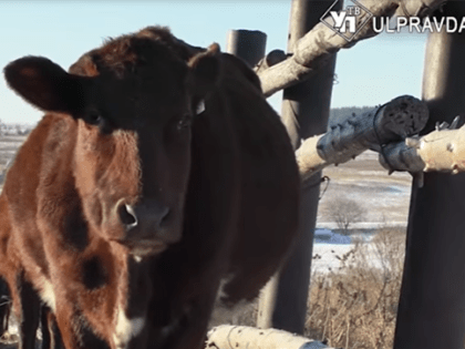 Нейросеть продлит срок жизни коров и увеличит надои молока