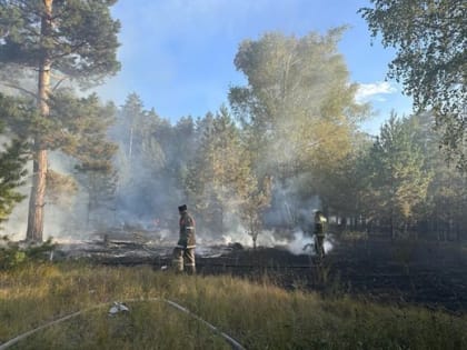 В Чердаклинском районе после пикника возник лесной пожар