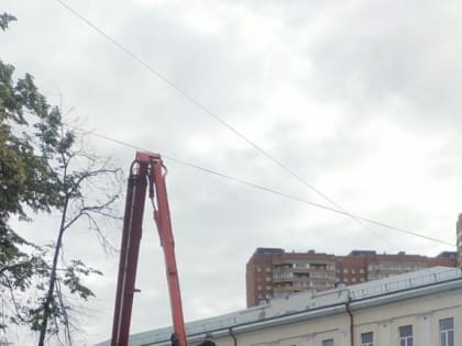 За неделю в Ульяновске снесли 71 аварийное дерево