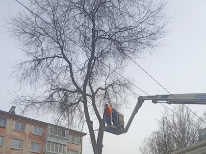 За неделю в Ульяновске снесли 167 аварийных деревьев
