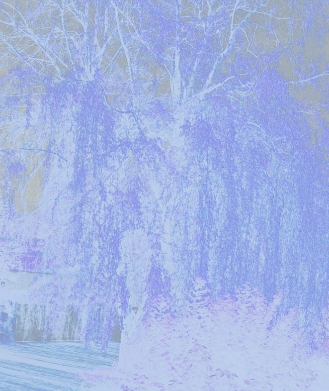 Salix babylonica.jpg