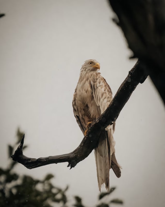 A leucistic red kite sat in a tree against a grey sky. It is soaking wet. Because it's leucistic, it's feathers are mainly white and speckled with red.