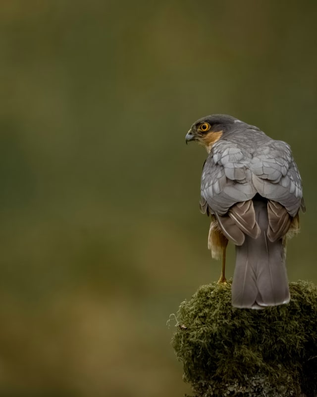 A male Sparrowhawk. It is sat on a moss covered tree stump with his back to the camera and is looking left over his shoulder giving a side profile of his face.