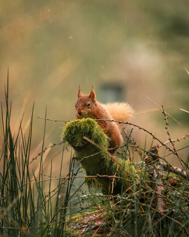 A red squirrel lying down on a mossy log in the rain. It's fur is soaking wet and it has a disgruntled expression on it's face.