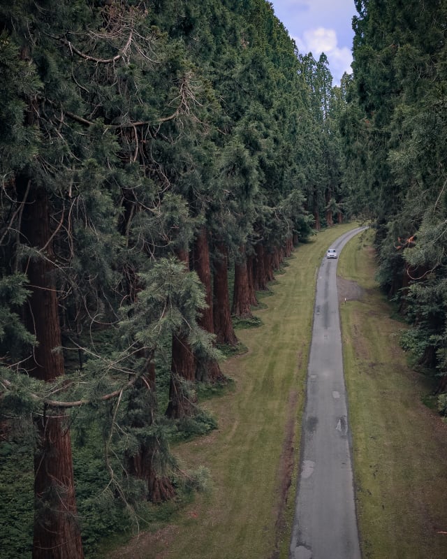A white car driving on a curved road amongst giant Californian Red Wood trees.