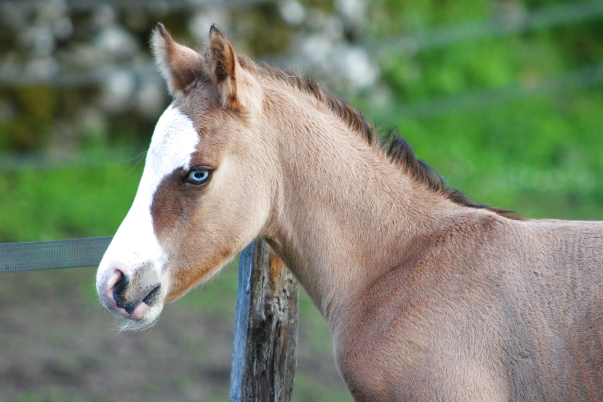 Un poulain Paint Horse