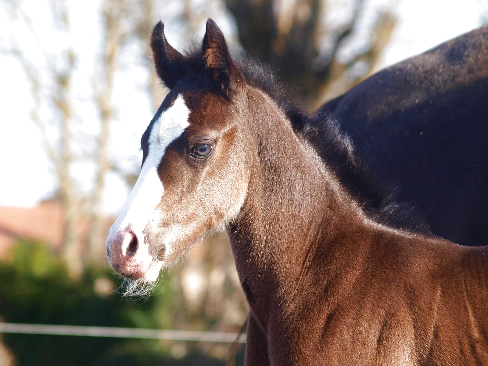 Un poulain Paint Horse disponible à la vente