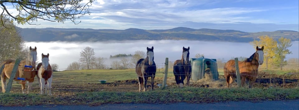 Les chevaux dans les prés autour du gîte